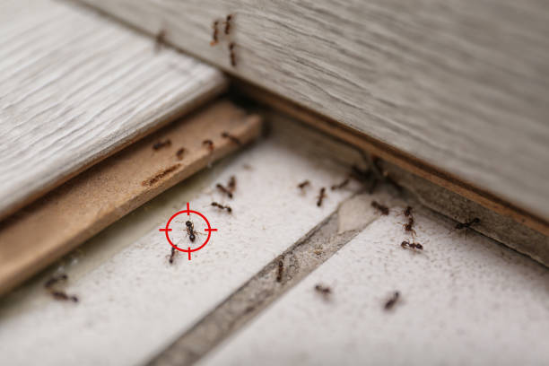 Best Insect Control  in Lanark, IL